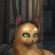 野良猫